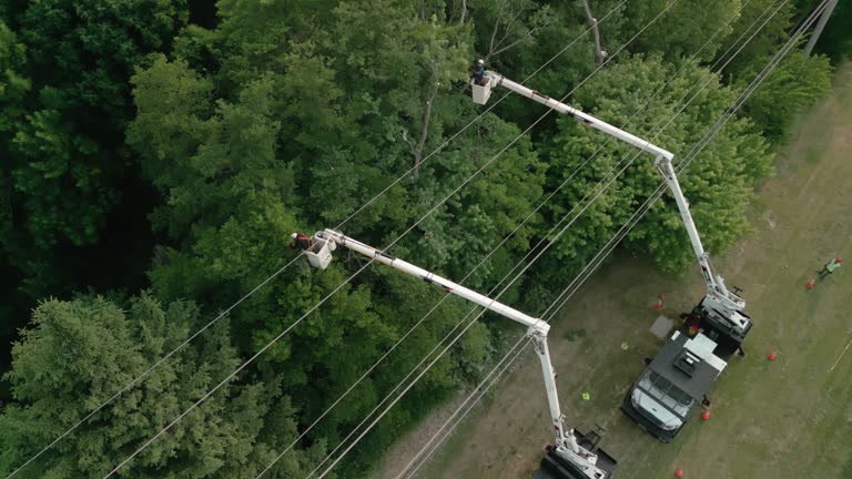 Best Hazardous Tree Removal  in West Rancho Dominguez, CA